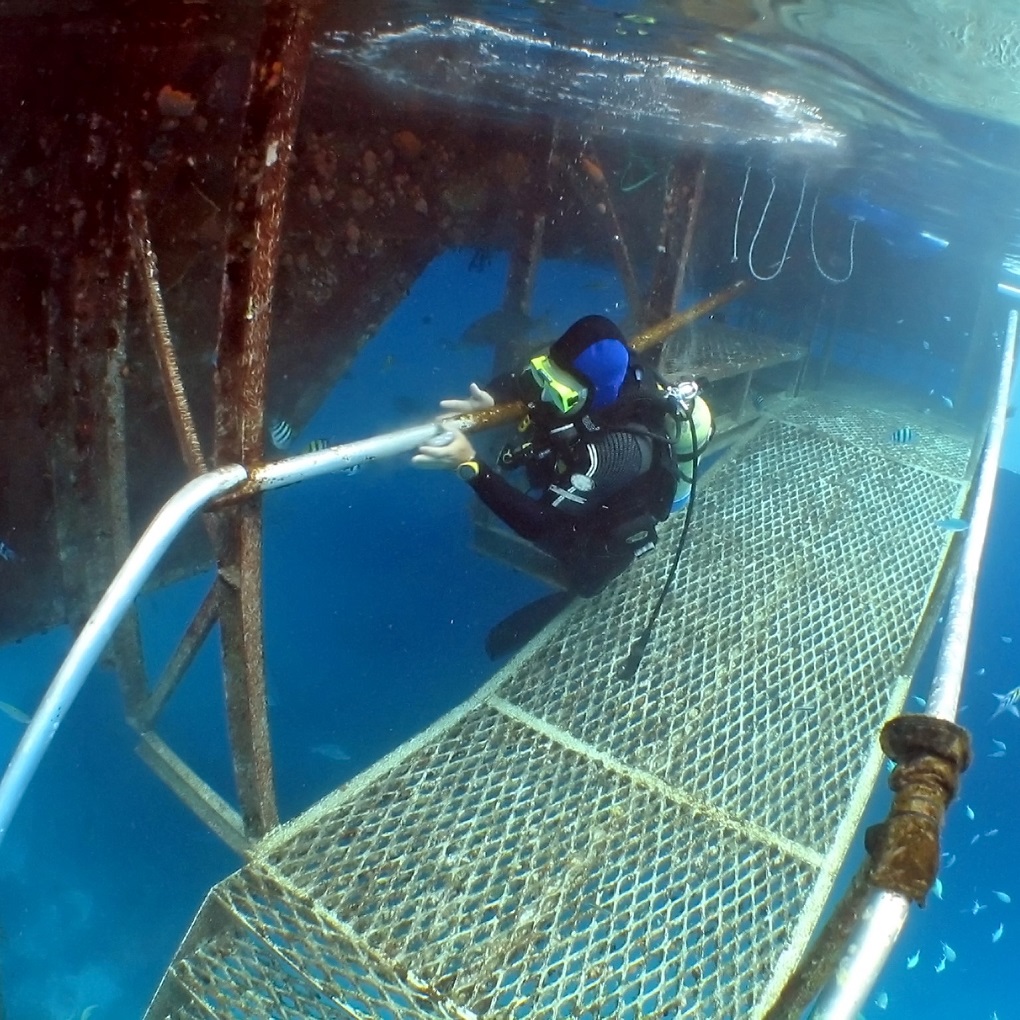 cygnus underwater dive