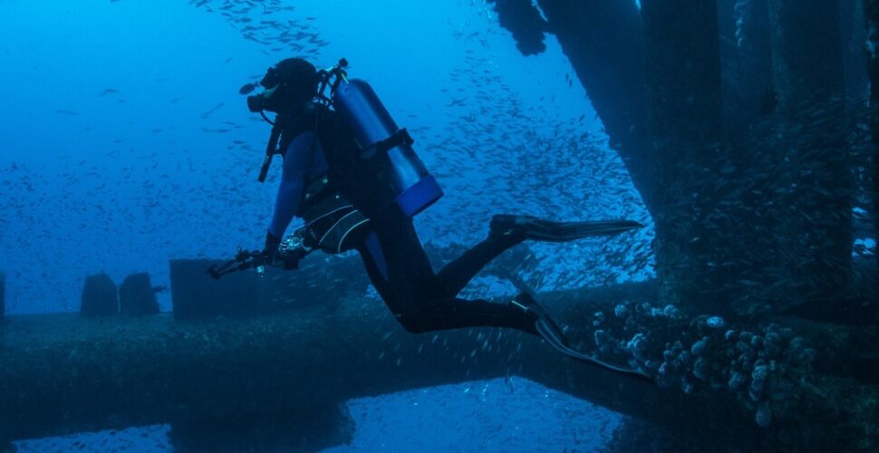 cygnus underwater diving